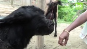 India’s Cyclops Baby Goat.mp4