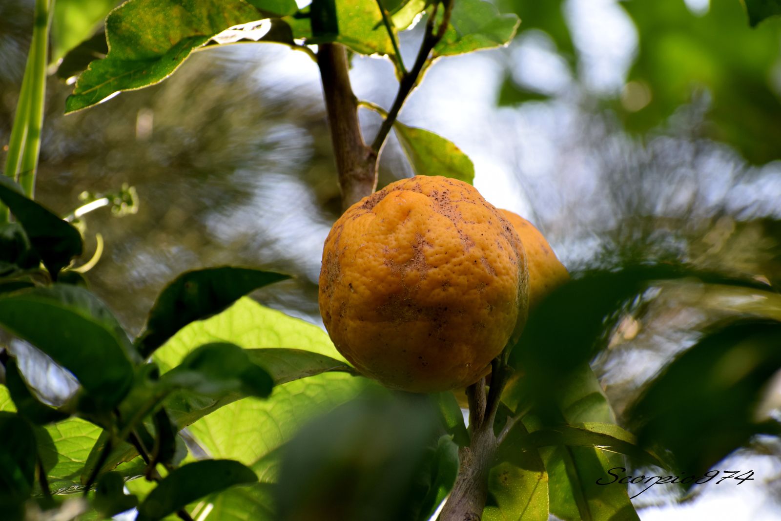 À VENDRE : CITRONS GALETS