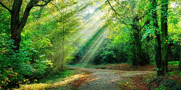 SYMBOLISME DE LA FORÊT DANS L'HINDOUISME