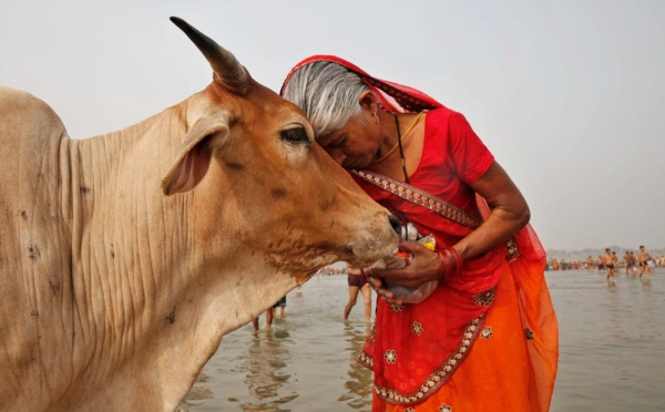 LES INDIENS NE MANGENT PAS DE BŒUF ET DE PORC ?