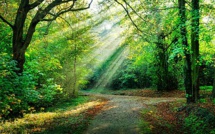 SYMBOLISME DE LA FORÊT DANS L'HINDOUISME